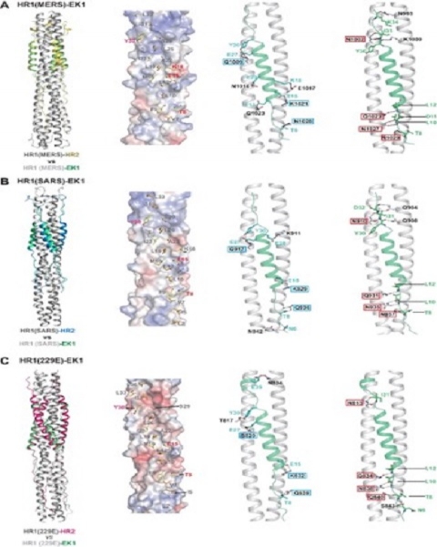 复旦大学基础医学院陆路、姜世勃研究团队合作研究 研发出具有广谱抗人冠状病毒活性的多肽类融合抑制剂